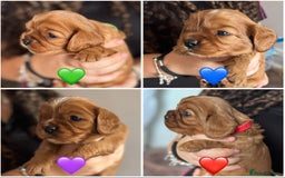 Cavalier King Charles Spaniel dogs for sale: Beautiful Ruby Cavalier King Charles Pups  - Image 1
