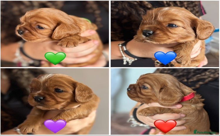 Cavalier King Charles Spaniel dogs - Advert 10