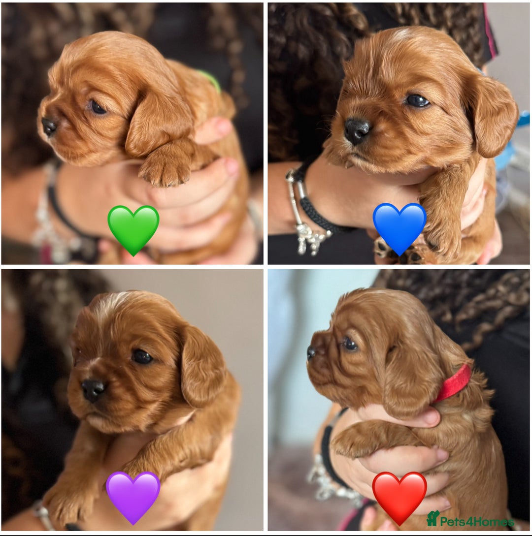 Cavalier King Charles Spaniel dogs for sale: Beautiful Ruby Cavalier King Charles Pups  - Image 1