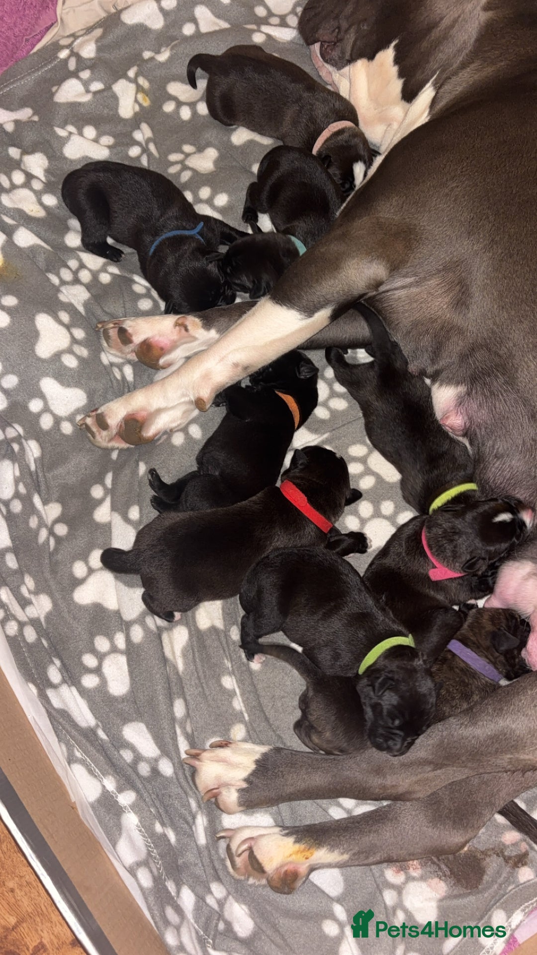 Mixed Breed dogs for sale: Bull herders  - Advert 3