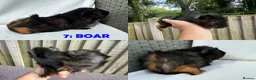 Guinea Pig rodents for sale: Various Guinea Pigs - Ready Now - Advert 14