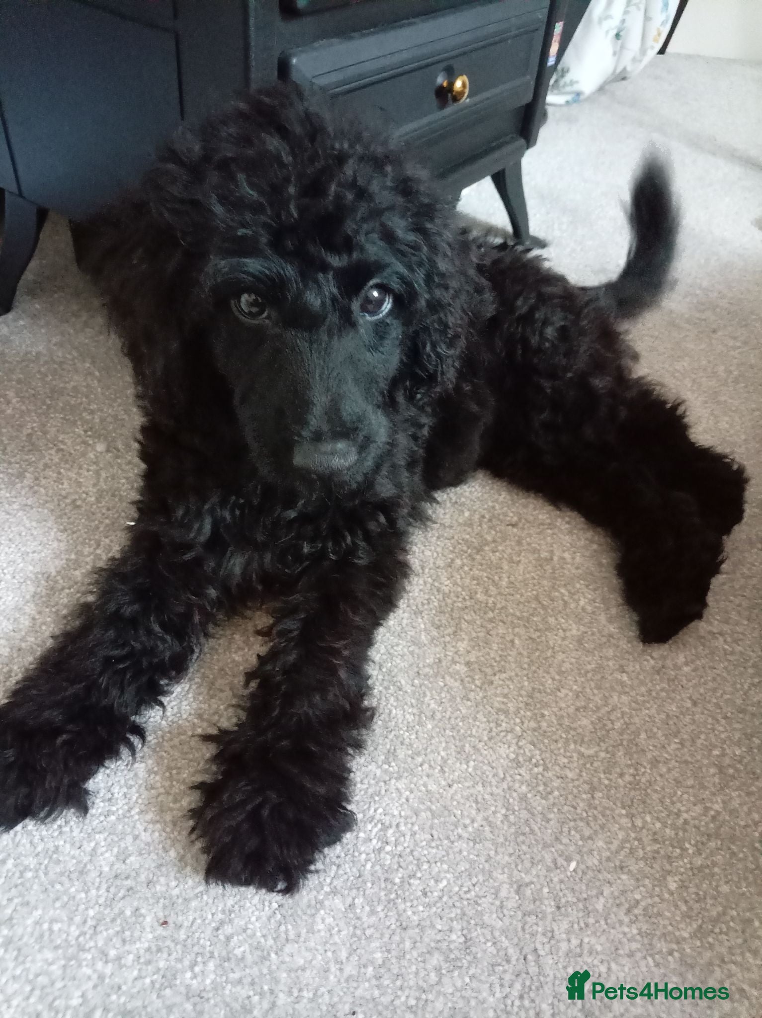 Mini Goldendoodle dogs Beautiful MINI Goldendoodles - Advert 2