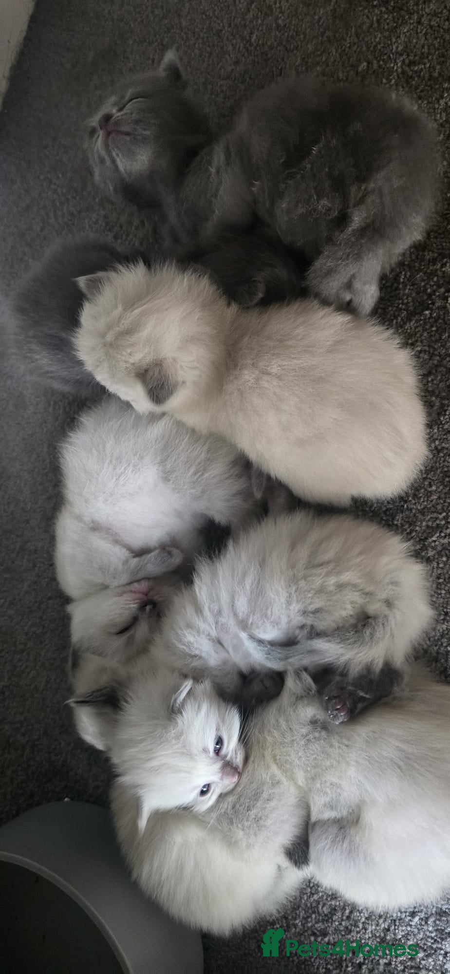 Mixed Breed cats for sale: Ragdoll/Siberian mix kittens - Advert 1