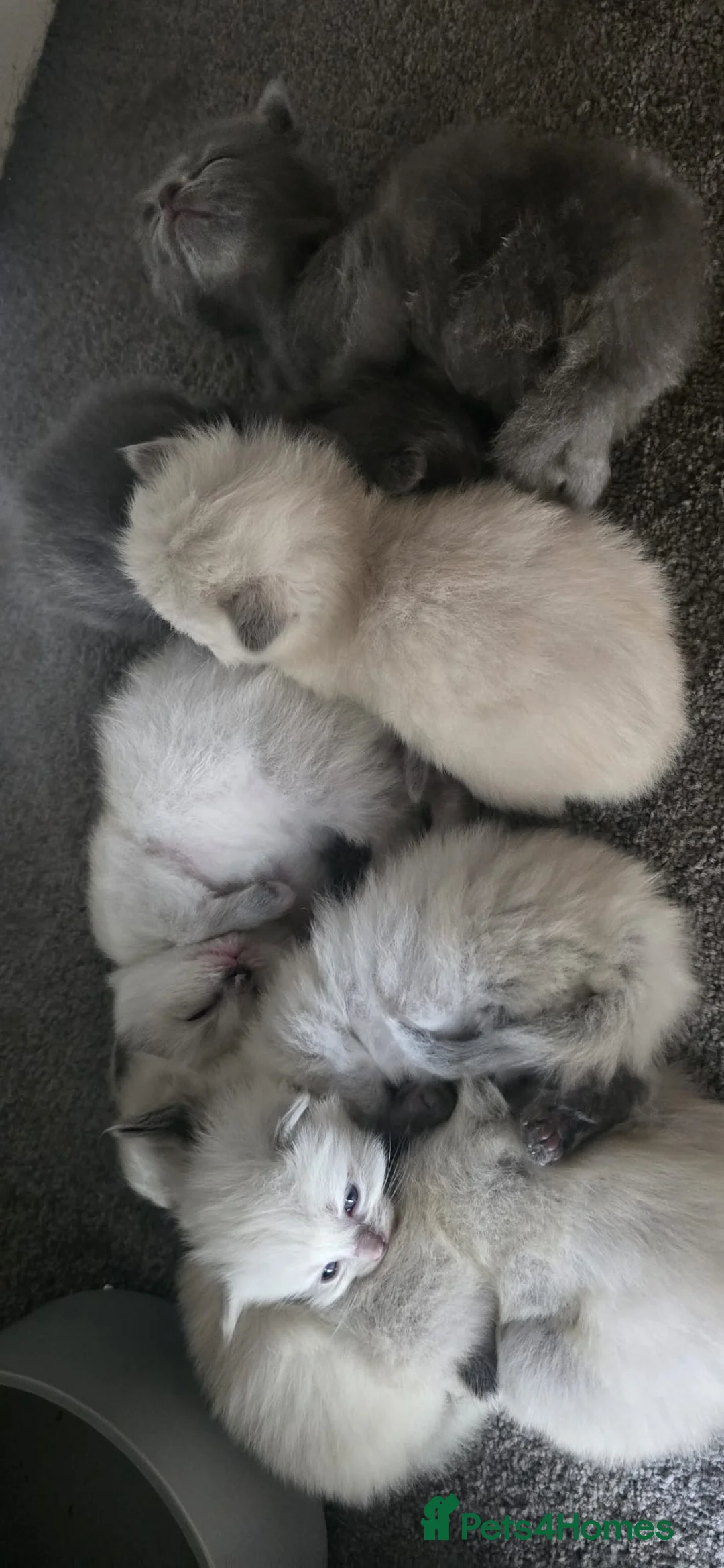 Mixed Breed cats for sale: Ragdoll/Siberian mix kittens - Advert 1