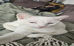 Arabian Mau cats for sale: Lola is waiting for a new loving family - Image 3