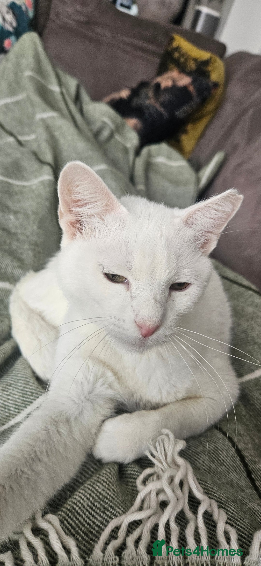 Arabian Mau cats for sale: Lola is waiting for a new loving family - Image 3