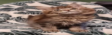 Maine Coon Kitten 2