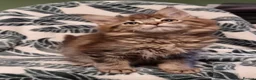 Maine Coon cats for sale: Pedigree Maine Coon Kittens for sale  - Advert 35