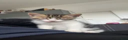 Mixed Breed cats for sale: Male kitten  - Advert 2