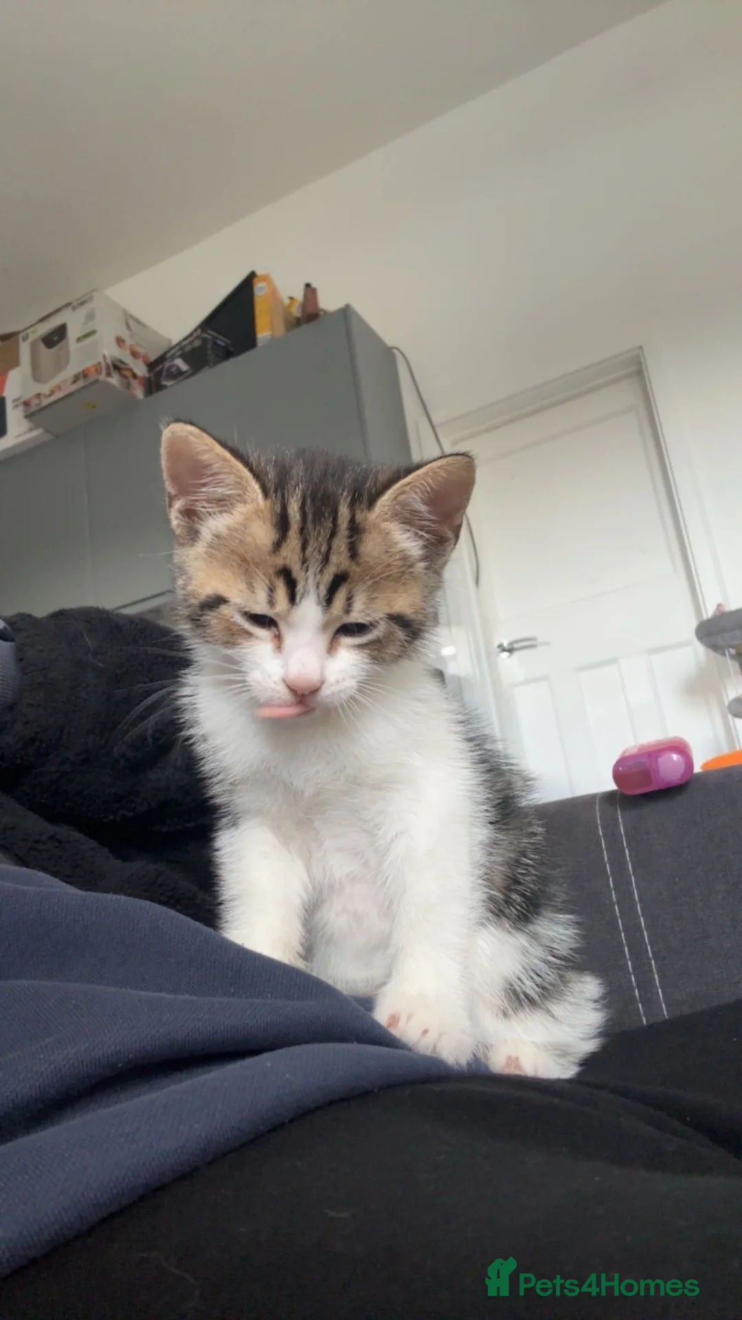 Mixed Breed cats for sale: Male kitten  - Advert 2