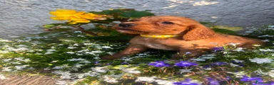 Cocker Spaniel 1