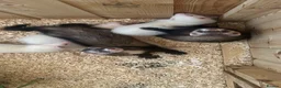 Ferret rodents for sale: Ferret kits  - Advert 5