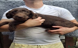 Labradoodle dogs for sale: Amazing quality for labradoodles, top quality!! in South Shields - Image 5