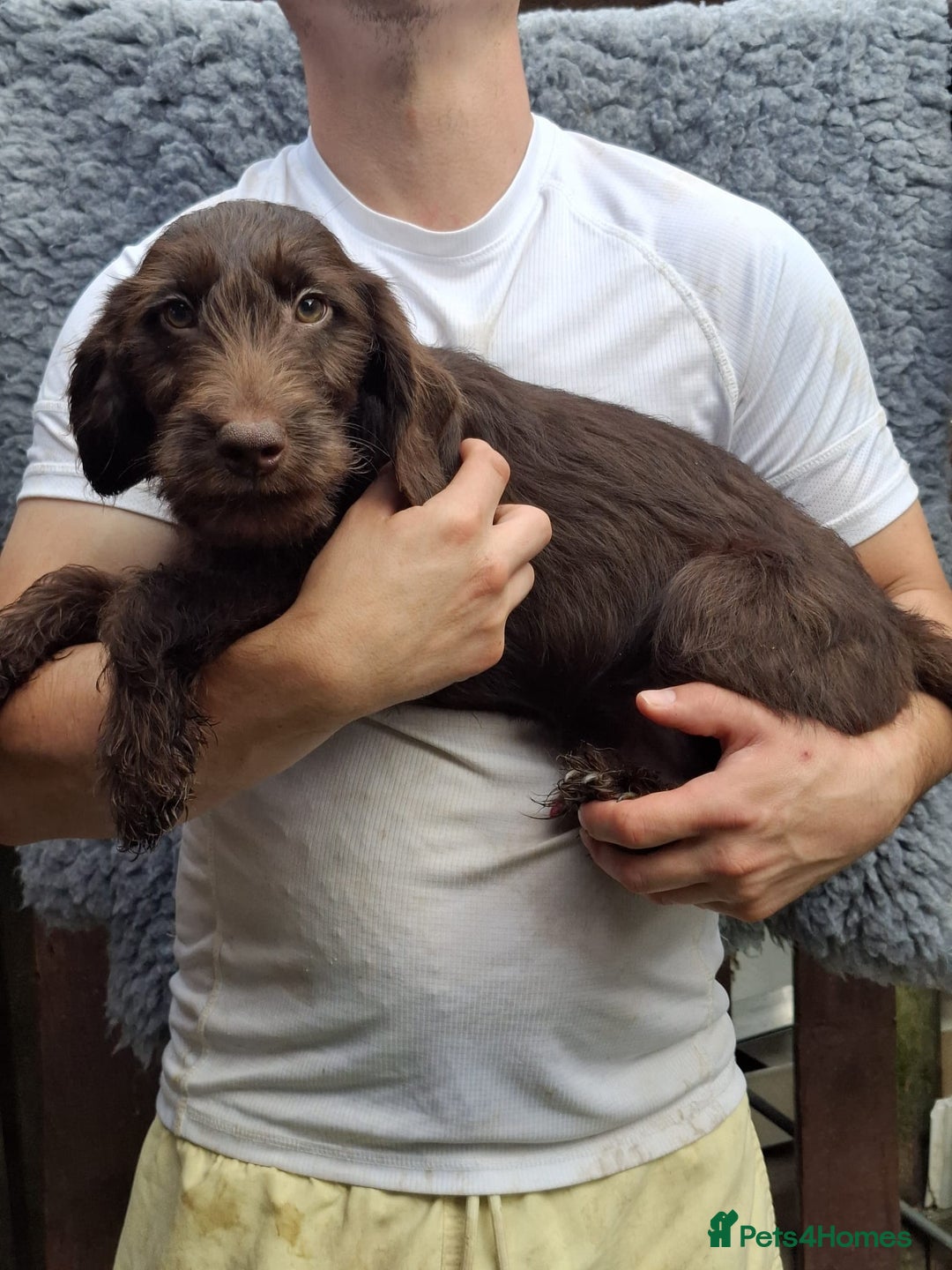 Labradoodle dogs for sale: Amazing quality for labradoodles, top quality!! in South Shields - Image 5