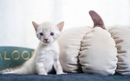 Bengal cats for sale: 3 Snow Bengal Boys-Gorgeous-TICA-Ready in November - Image 3