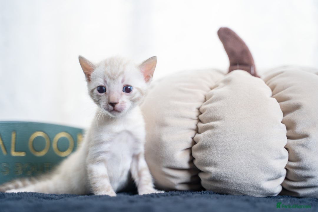 Bengal cats for sale: 3 Snow Bengal Boys-Gorgeous-TICA-Ready in November - Image 3