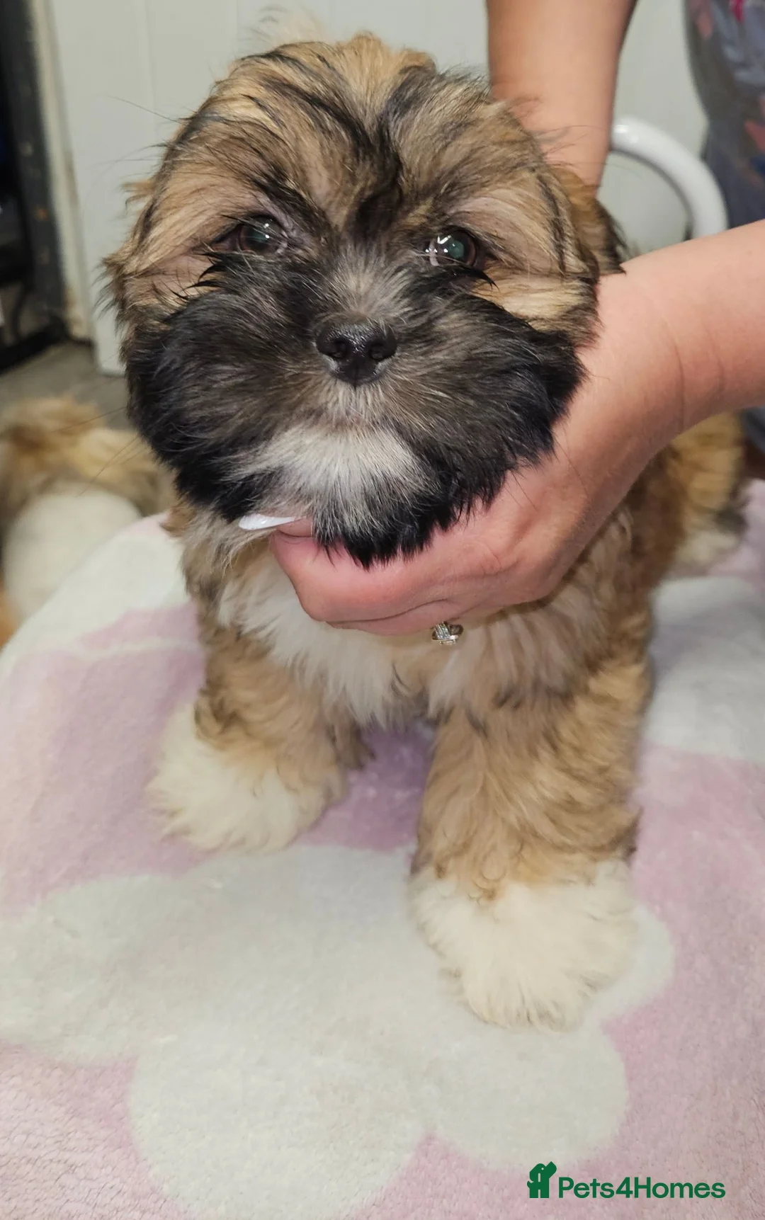 Lhasa Apso dogs for sale: Look 👀 stunning Lhasa Apso puppies. - Advert 2