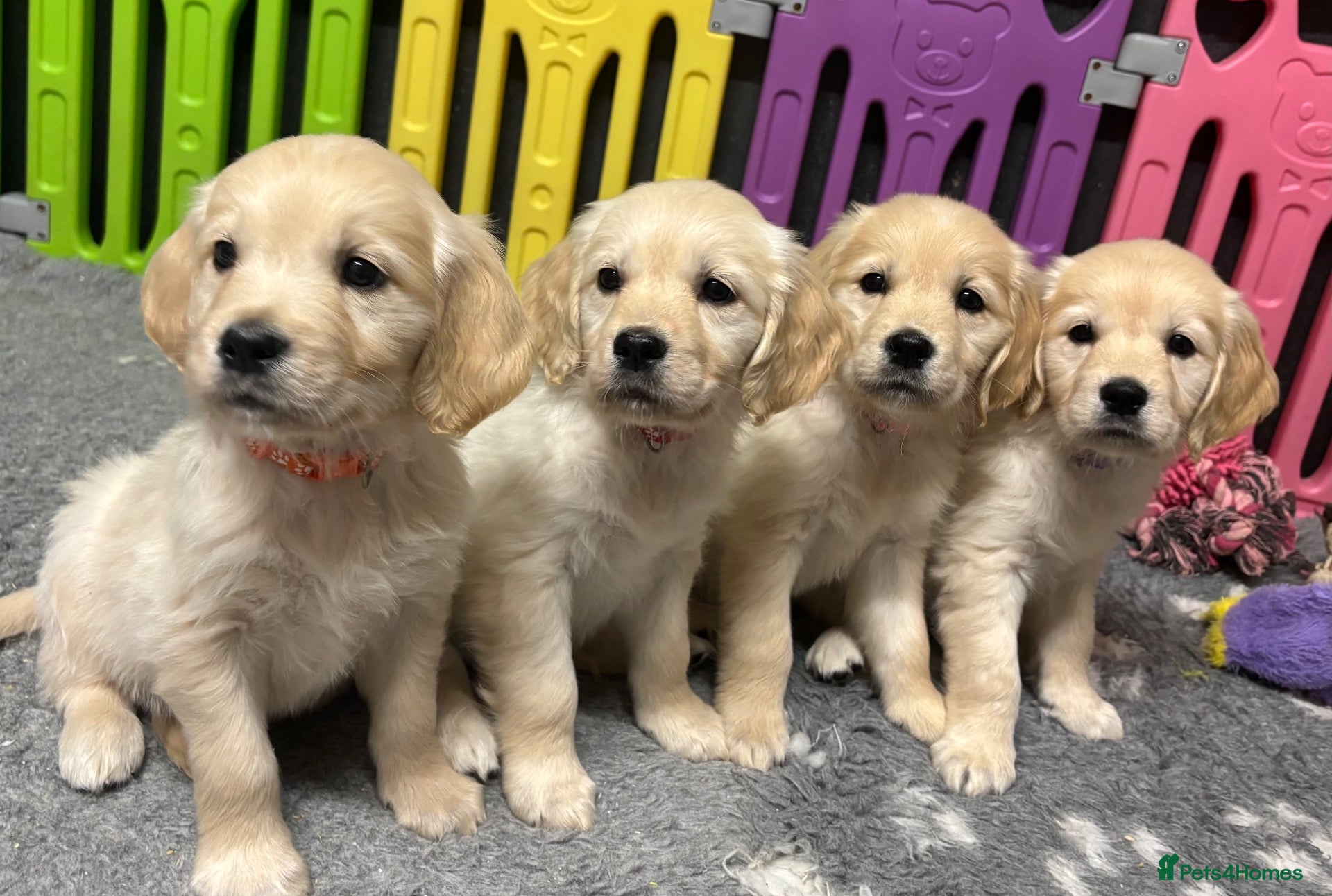 Golden Retriever dogs Beautiful Kc registered Golden Retriever puppies  - Advert 1
