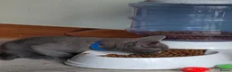 Russian Blue cats for sale: Beautiful full Russian Blue Kittens  - Advert 4