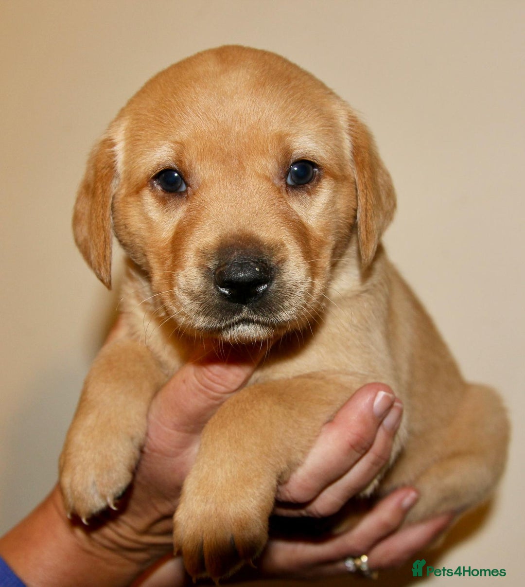 Labrador Retriever dogs for sale: All viewings booked or puppies reserved - Advert 1
