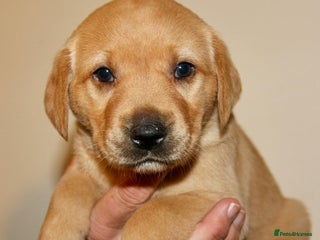 Labrador Retriever dogs - Advert 4