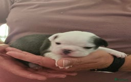 Mixed Breed dogs for sale: Frenchton Pups - Image 13