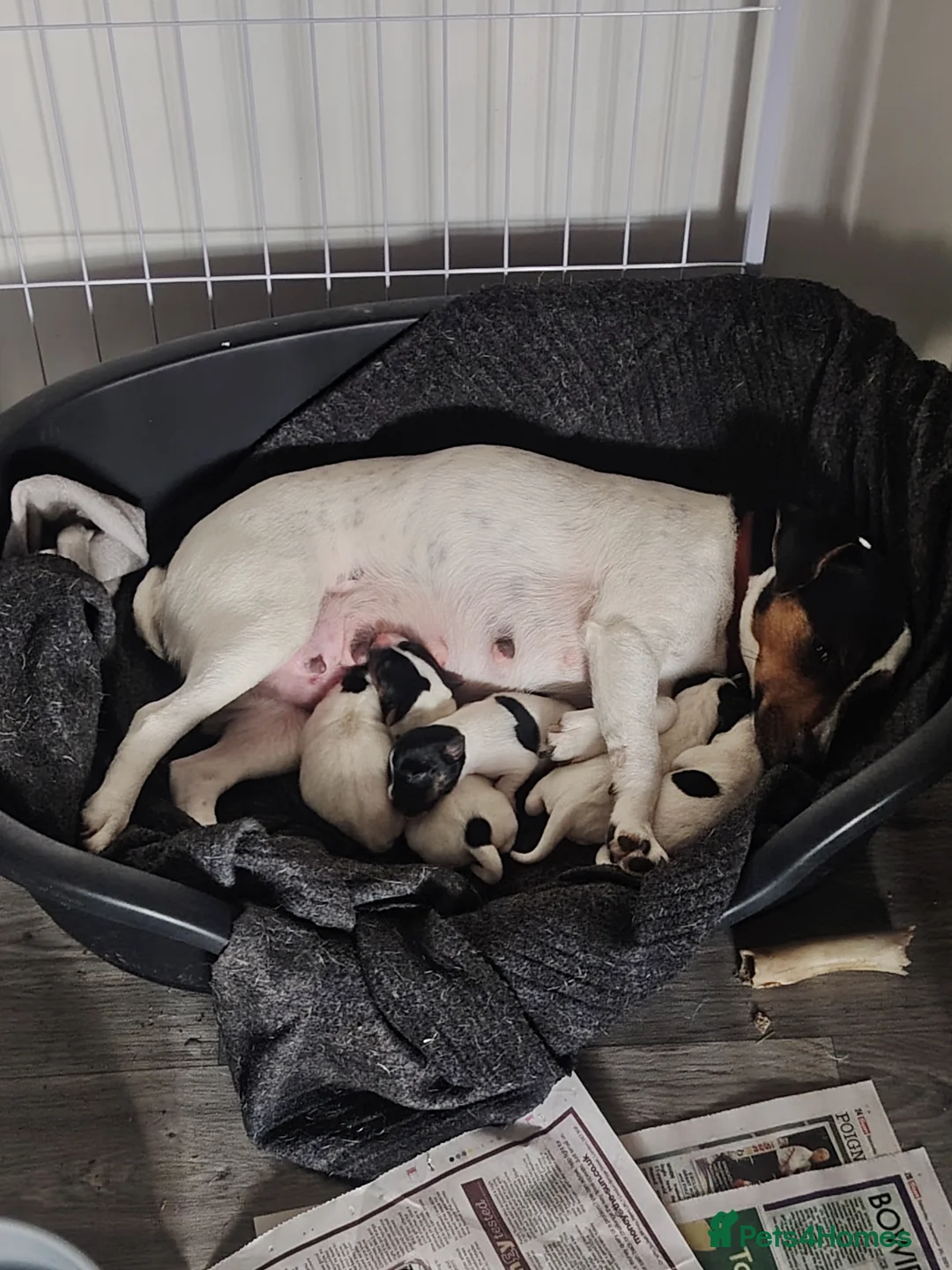 Jack Russell dogs for sale: Jack Russell Puppies  - Advert 5