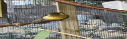 Canaries birds for sale: Gloster Canaries  in Daventry - Advert 11