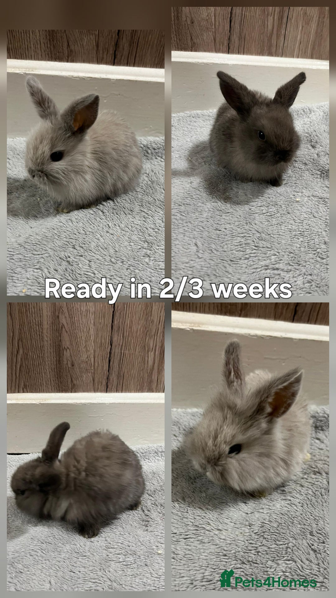 Dwarf Lop rabbits for sale: Beautiful litter of baby rabbits dwarf lop - Advert 3