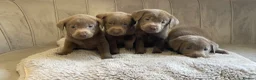 Labrador Retriever dogs for sale: Stunning silver Labradors ready now  - Advert 22