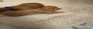 Orange Collar 