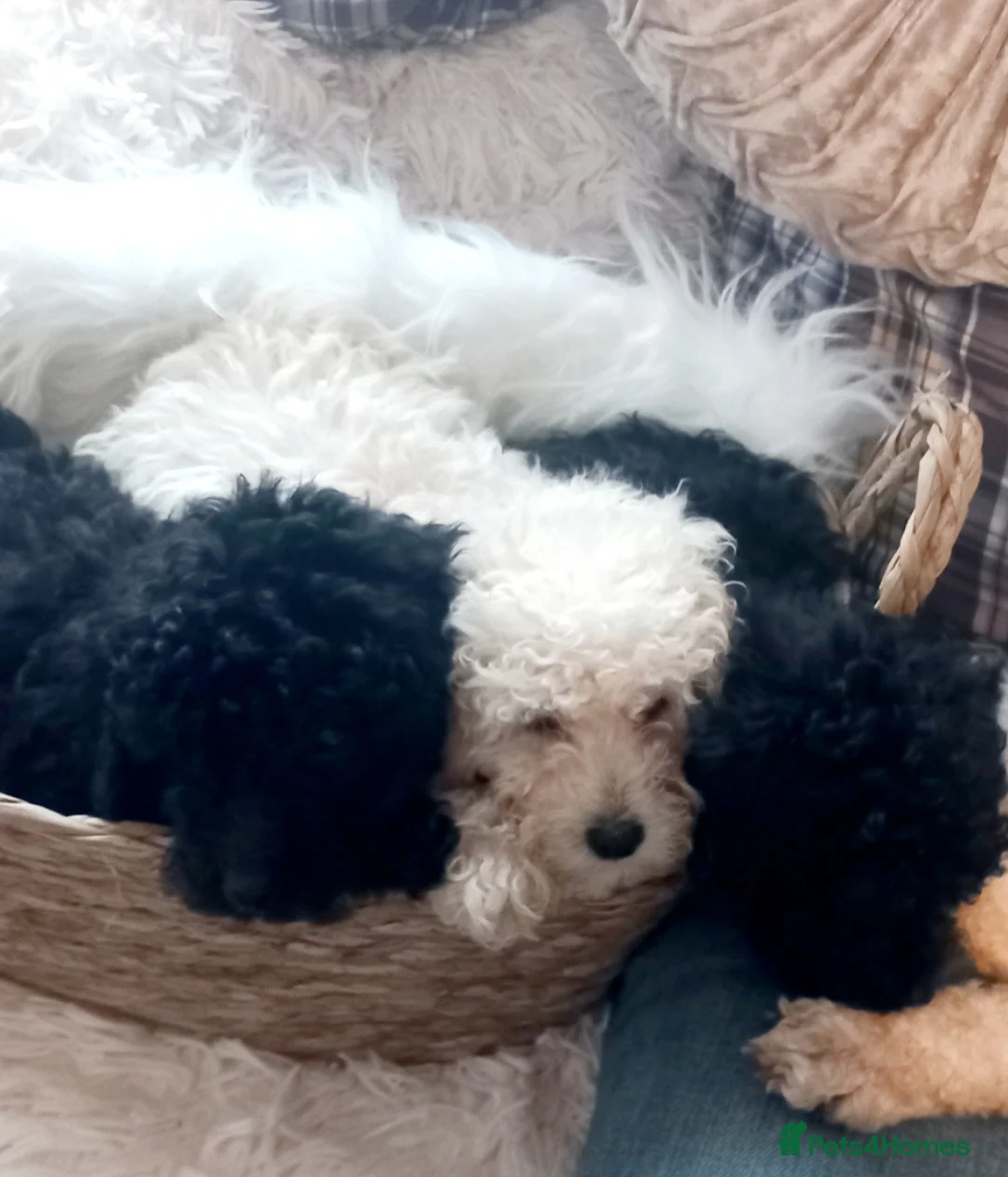 Toy Poodle dogs for stud: *2 STUDS AVAILABLE*FULL PEDIGREE SILVER & PHANTOM - Advert 34