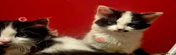 Mixed Breed cats for sale: British blue x Maine coon x domestic short hair  - Advert 12