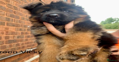 German Shepherd dogs - Advert 11