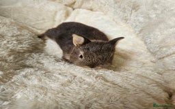 Netherland Dwarf rabbits for sale: Netherland Dwarf bunnies - Image 31