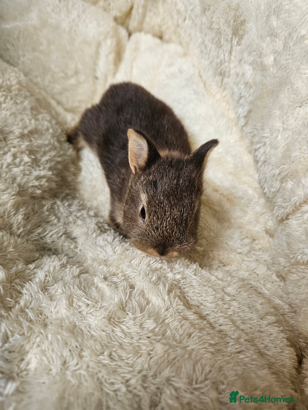 Netherland Dwarf rabbits for sale: Netherland Dwarf bunnies - Image 31