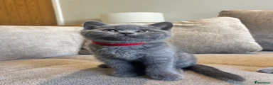 Red collar boy