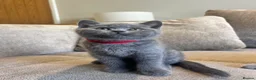 British Shorthair cats for sale: 💙🥇GCCF Pedigree British Shorthair - Advert 20