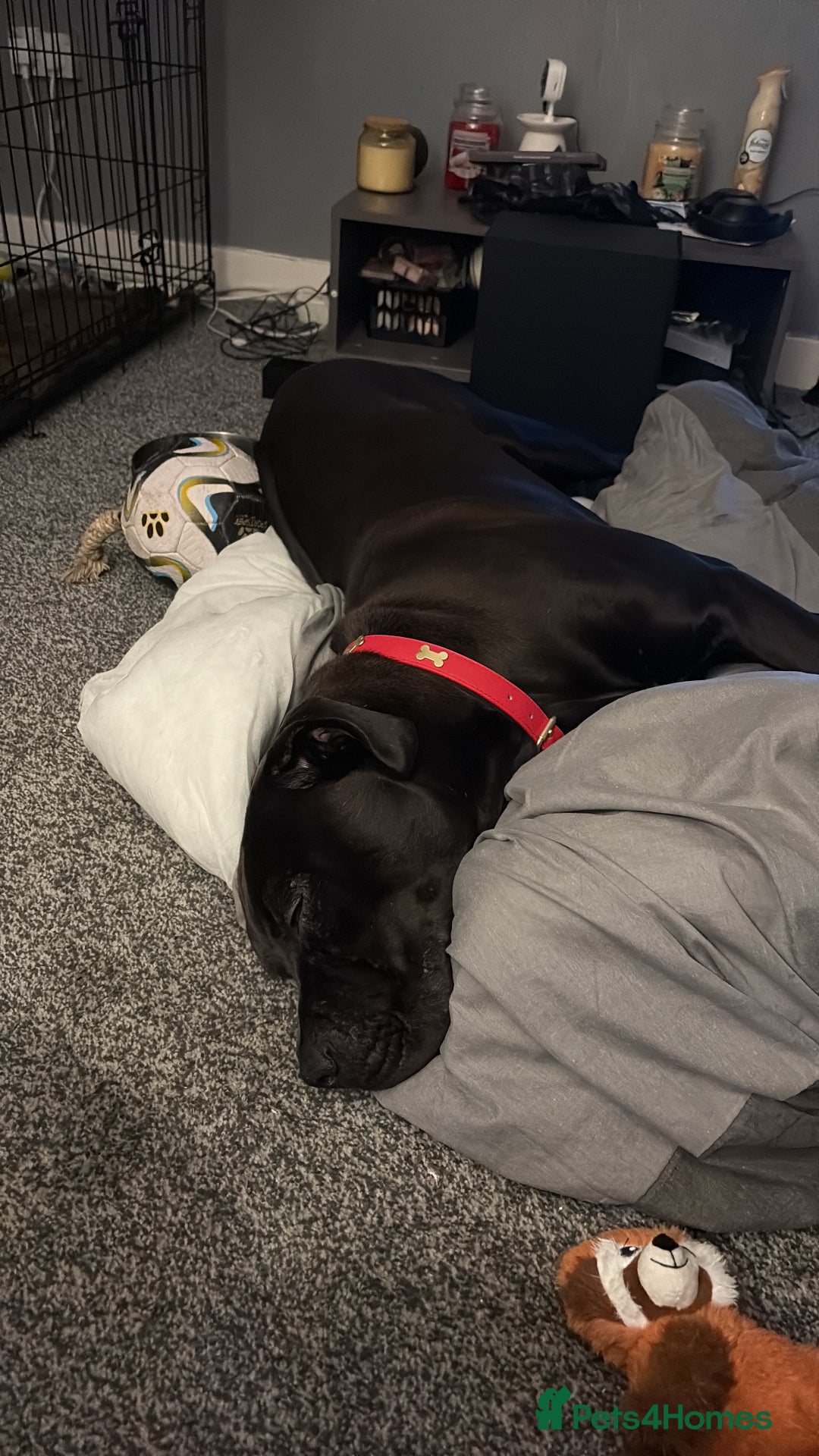 Mixed Breed dogs for sale: 8 month cane corso X bullmastif  for sale  - Advert 4