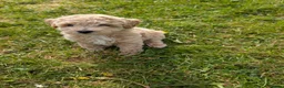 Poochon dogs for sale: Beautiful poochon puppies  in Corwen - Advert 7