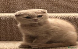 Scottish Fold cats for sale: 🩷🩷🌸Scottish Straight Girl Ready now 🩷🌸 in Haywards Heath - Image 6