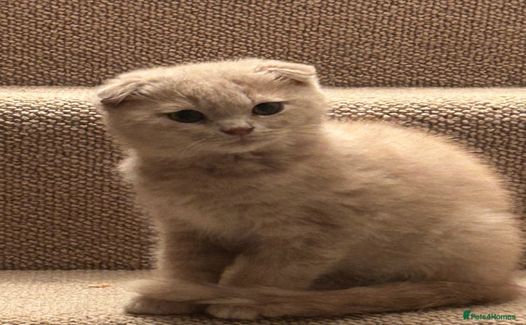 Scottish Fold cats in Haywards Heath - Advert 11