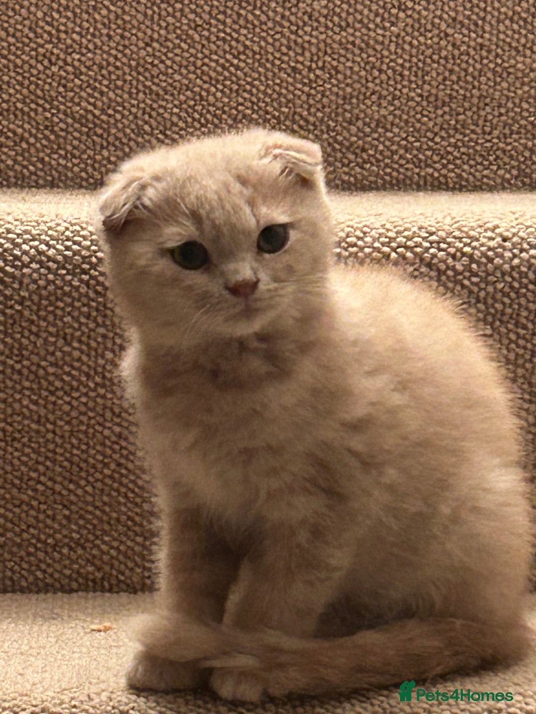 Scottish Fold cats for sale: 🩷🩷🌸Scottish Straight Girl Ready now 🩷🌸 in Haywards Heath - Image 6