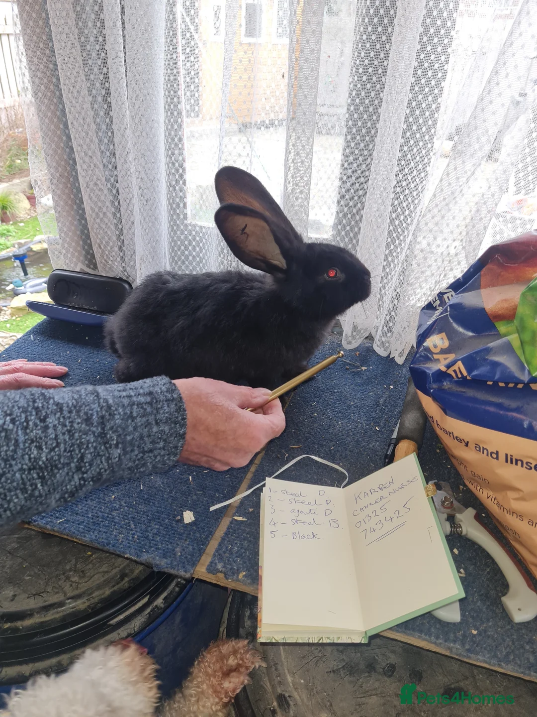 Continental Giant rabbits for sale: 5 continental giants in Newton Aycliffe - Advert 2