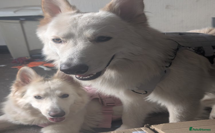Mixed Breed dogs - Advert 16