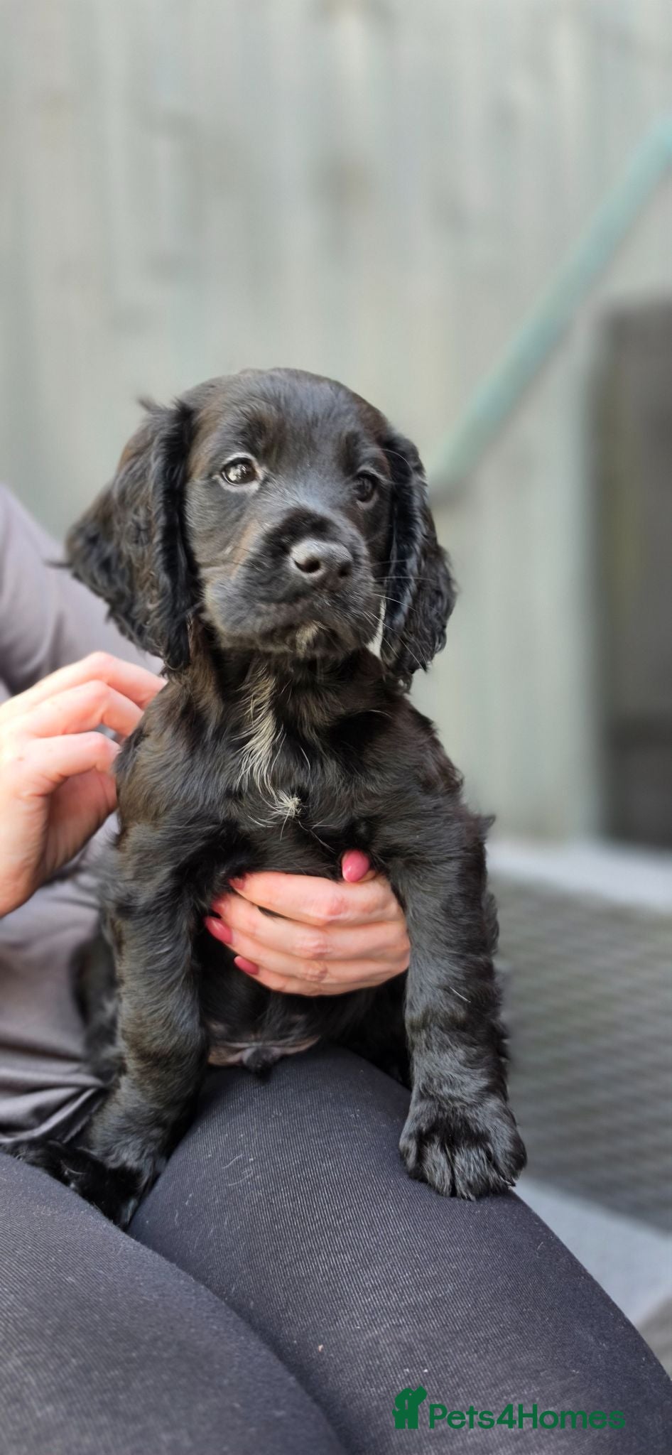 Cocker Spaniel dogs Champion Line Working Cocker Spaniel Puppies  - Advert 4