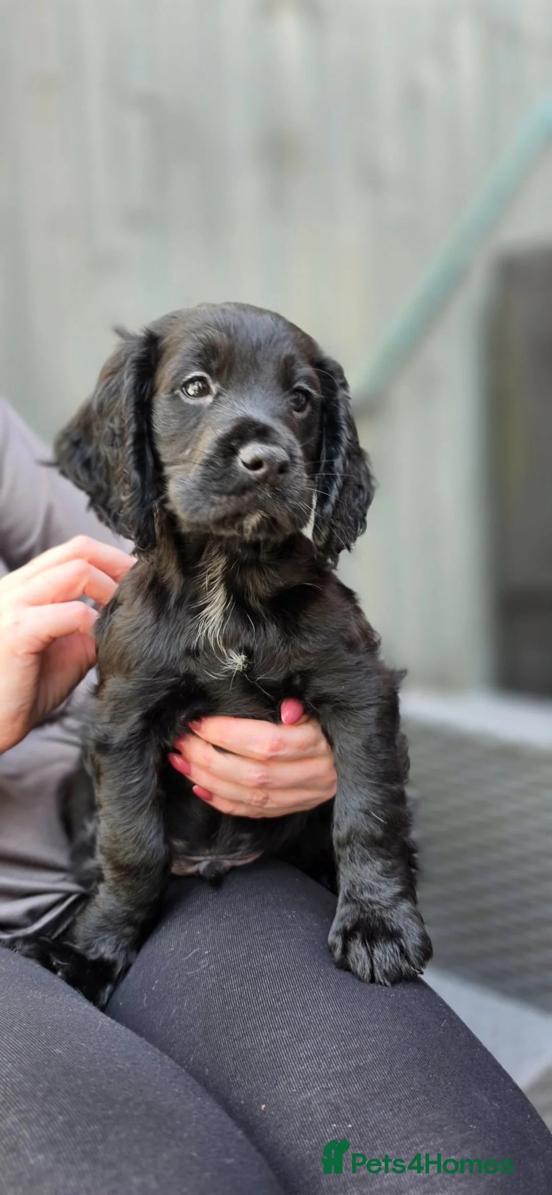 Cocker Spaniel dogs for sale: Champion Line Working Cocker Spaniel Puppies  - Advert 1