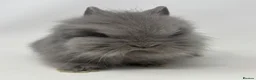 Lionhead rabbits for sale: BEAUTIFUL BABY LIONHEAD BUNNIES  - Advert 6