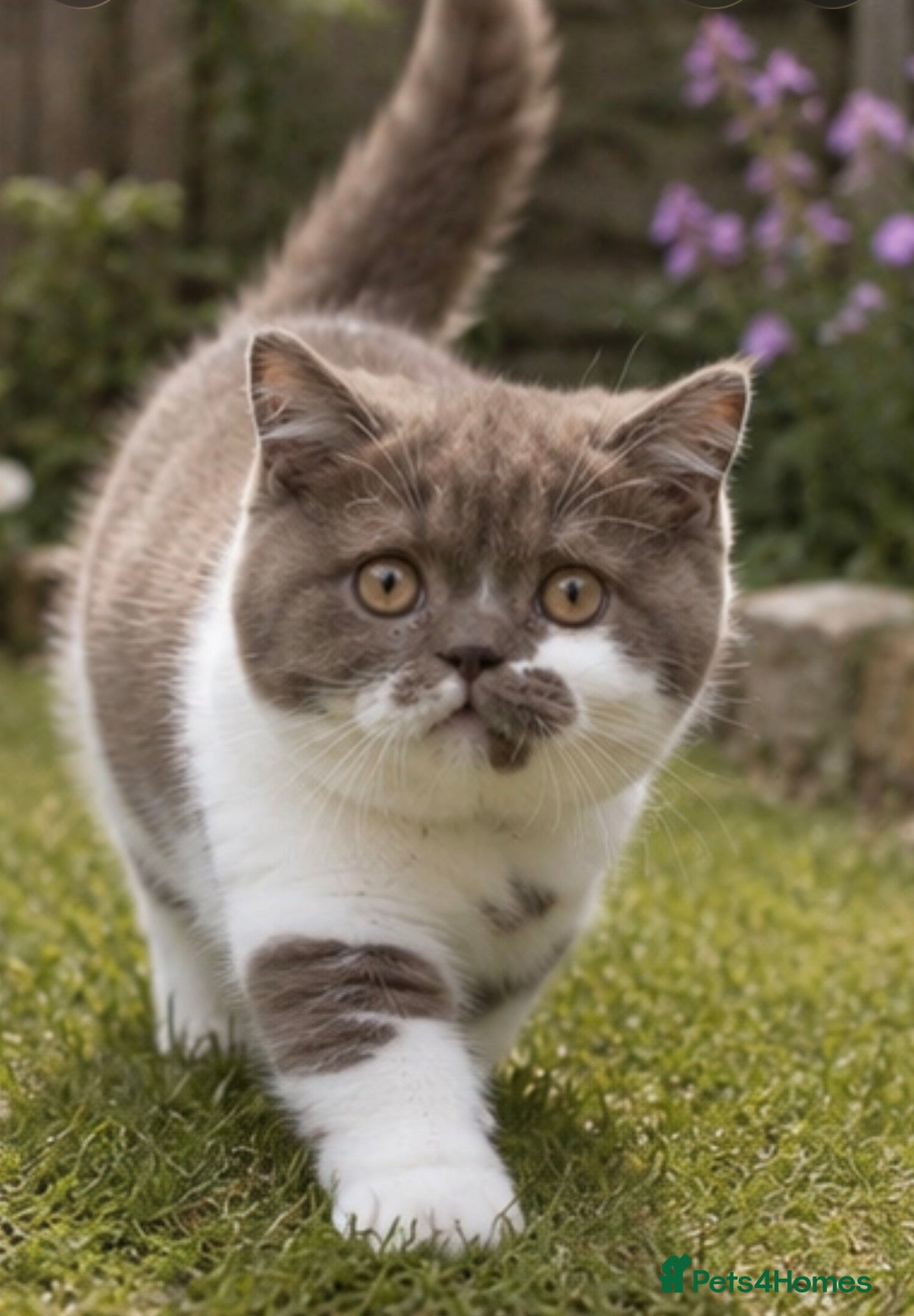 British Shorthair cats Last little boy left  🐾 - Advert 4