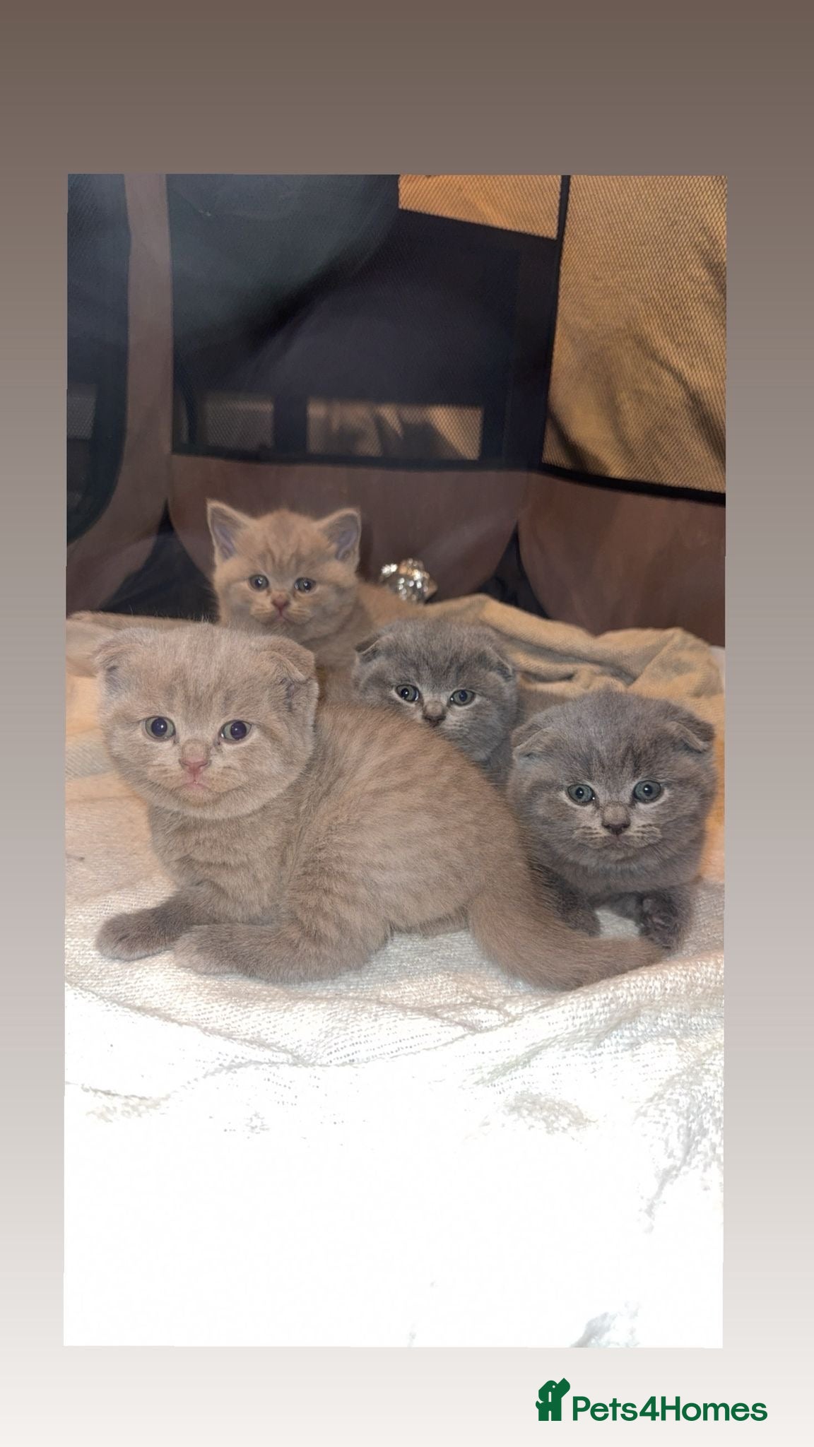 British Shorthair cats 4 beautiful British shorthair kittens - Advert 4